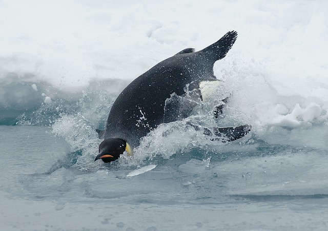 tučňák císařský