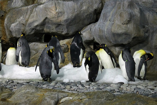 hejno tučňáků